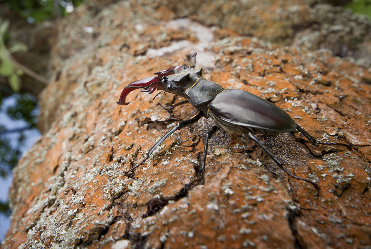 male stag beetle on a tree