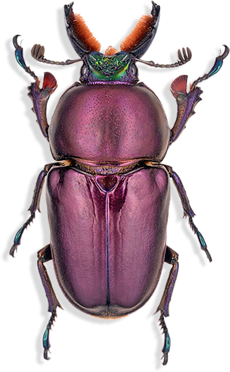 Male Stag Beetle Model