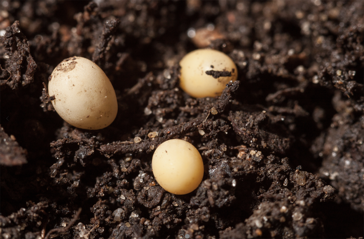 Male stag beetle eggs in soil