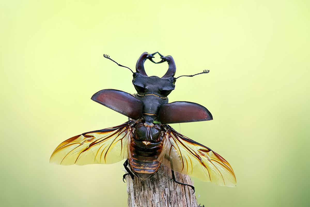 Adult male stage beetle image