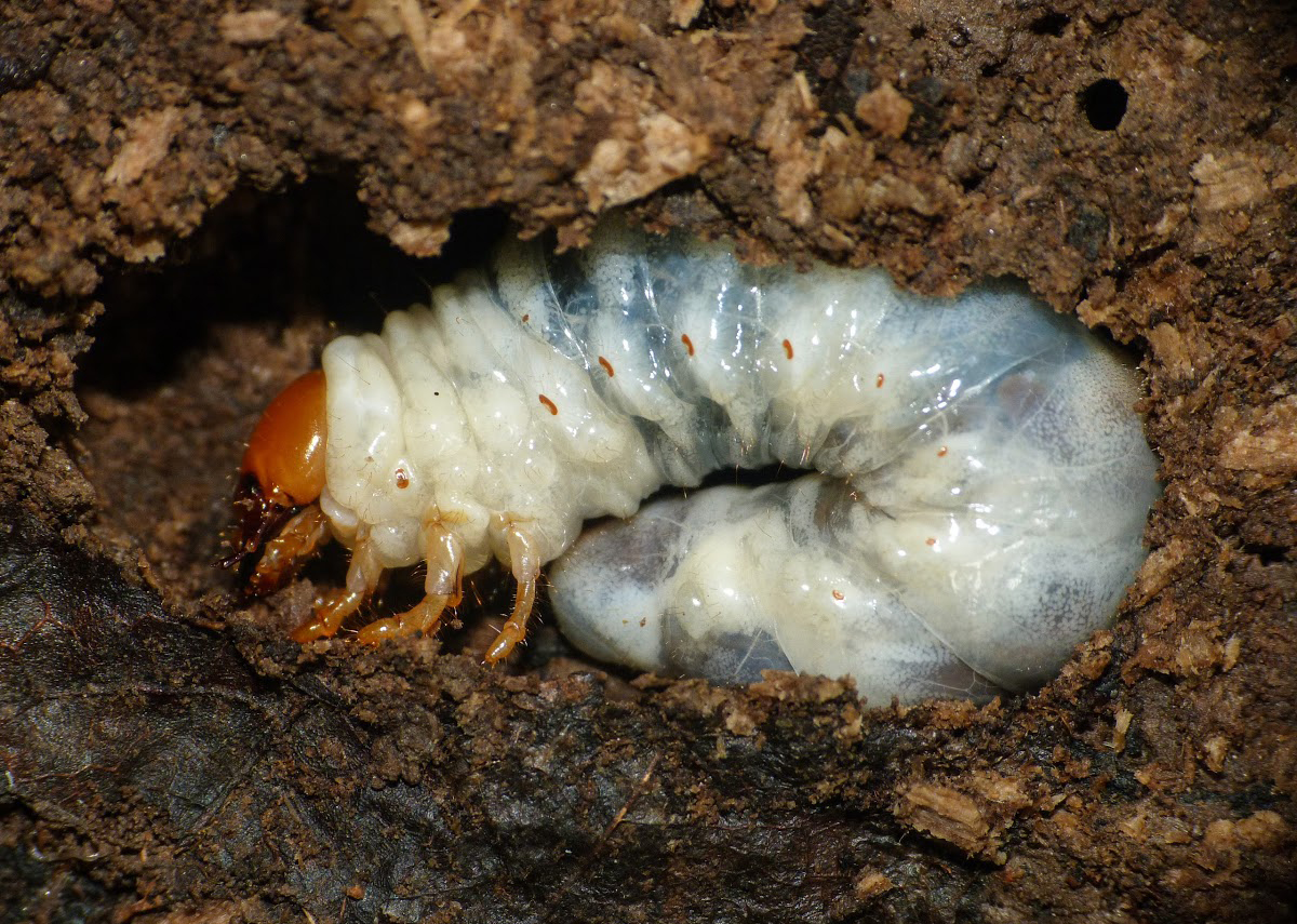 male stag beetle larvae in soil