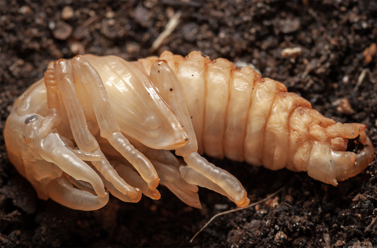 Pupa Cacoon image 