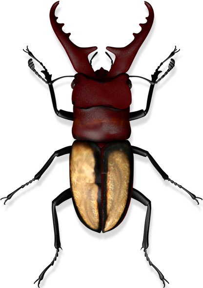 3D Miyama Stag Beetle Model