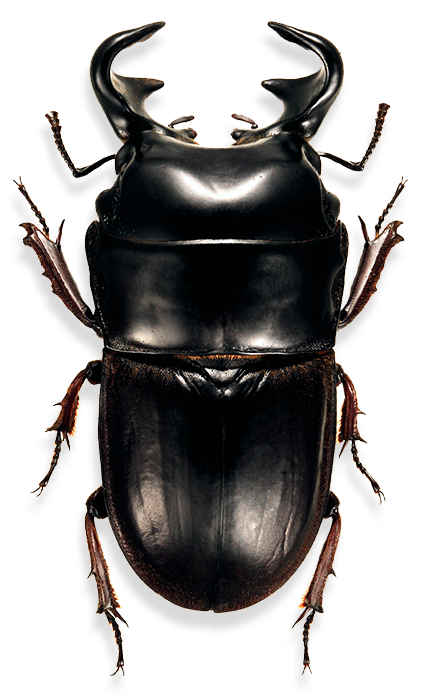 Male Stag Beetle Model