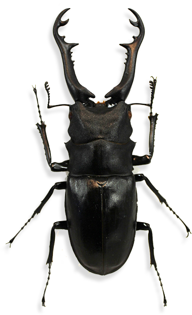 Male Stag Beetle Model