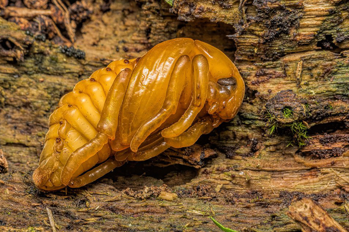 Pupa Cacoon image