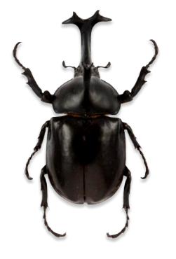 Image of Japanese Rhino Beetle